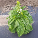 Giant Leaf Basil Seeds, 200 Seeds