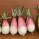 Sweet Pear' Radish Seeds, 10g