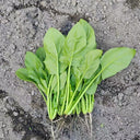 'Jinbote No.26' Spinach Seeds, 10g