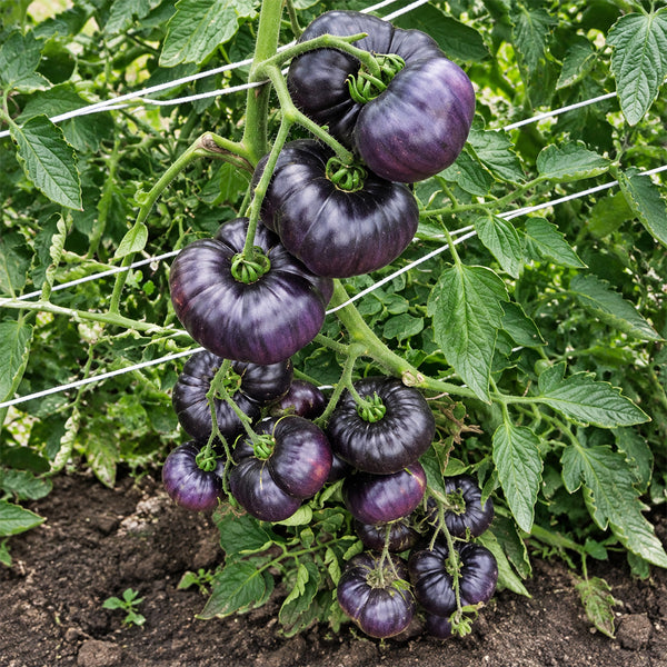 7 Azure Giant Tomato, 5 Seeds