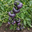 7 Azure Giant Tomato, 5 Seeds
