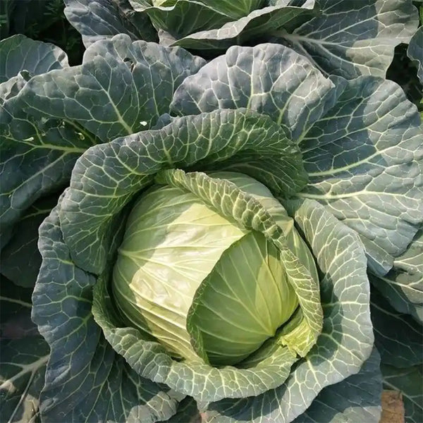 Xingyou Zhonggan 11 Cabbage, 1000 Seeds