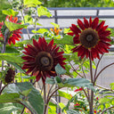 Hongyun Sunflower, 100 Seeds