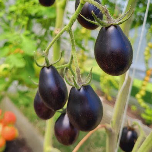 Blue Keyes Tomato, 5 Seeds