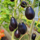 Blue Keyes Tomato, 5 Seeds