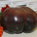 623 Marsha's Starfighter Beefsteak Tomato, 5 Seeds