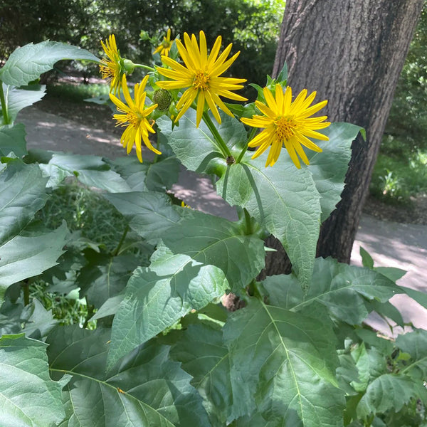 Cup Plant, 100 Seeds