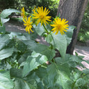 Cup Plant, 100 Seeds