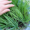 Four-Season Scallion Seeds, 10g