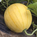 'Jinling 03 Golden' Round Watermelon Seeds, 200 Seeds