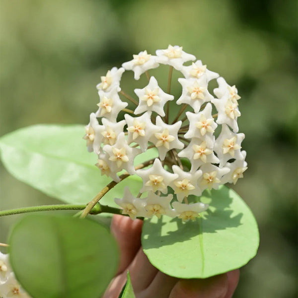 Hoya carnosa 'White Phoenix', 1 Cutting