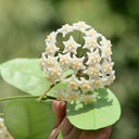 Hoya carnosa 'White Phoenix', 1 Cutting