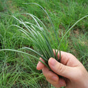 Minqin Sand Scallion, 200 Seeds
