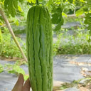 Jiemei 13 Bitter Gourd, 10 Seeds