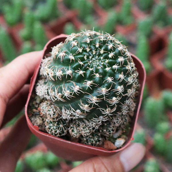 Echinopsis schieliana var. Unguispina, 3-4cm