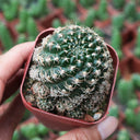 Echinopsis schieliana var. Unguispina, 3-4cm