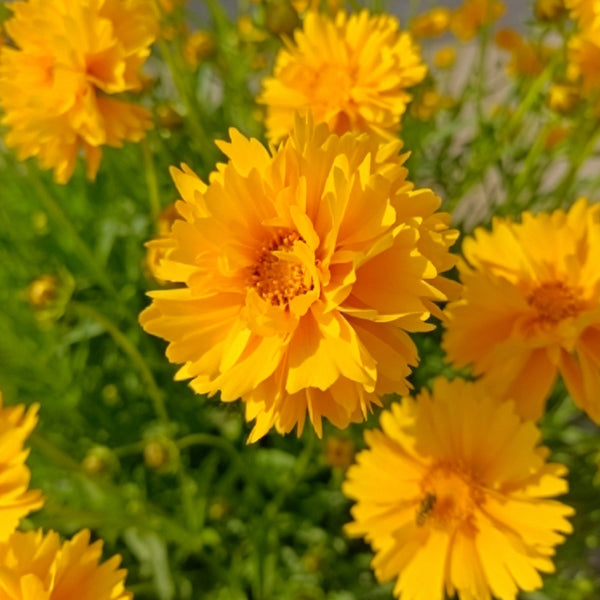 Coreopsis, 1g