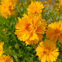 Coreopsis, 1g