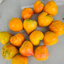 757 Amber Sergeant F2 Tomato, 5 Seeds