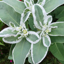 Snow-on-the-Mountain, 100 Seeds