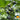 Moxiang BeiBei Pumpkin Seeds, 20 Seeds
