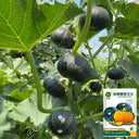 Moxiang BeiBei Pumpkin Seeds, 20 Seeds