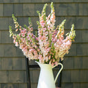 Pink Foxglove, 1000 Seeds