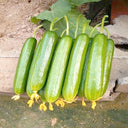 'Flavor Supreme' Fruit Cucumber Seeds, 30 Seeds