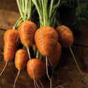 U2225 Oxheart Carrot, 50~100 Seeds