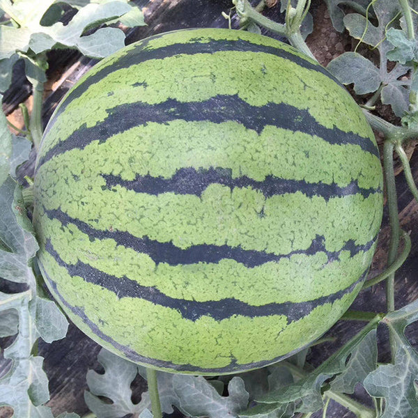 Rainbow No.1 Watermelon, 20 Seeds