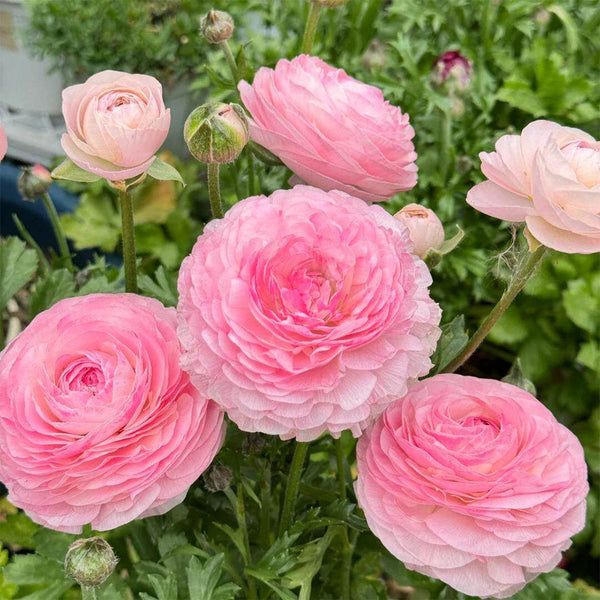 Hezhichun Ranunculus, 30 Seeds