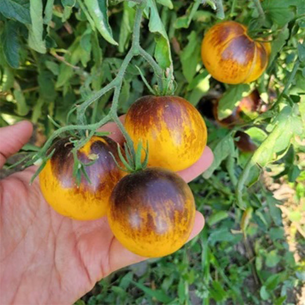 Pineapple Blue Pear Tomato, 5 Seeds