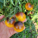 Pineapple Blue Pear Tomato, 5 Seeds