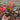 Bronze Leaf Red Flower Begonia, 50 Coated Seeds