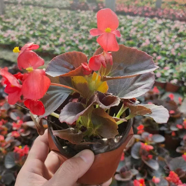 Bronze Leaf Red Flower Begonia, 50 Coated Seeds