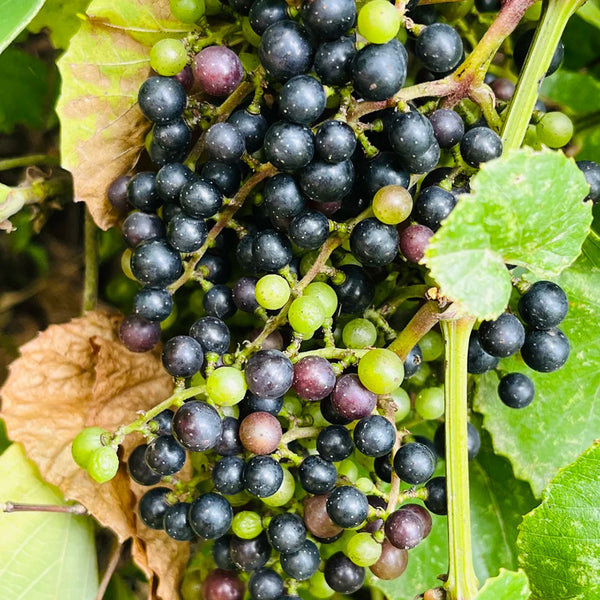 Mountain Grape, 50 Seeds