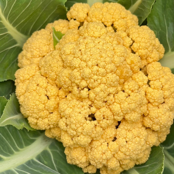 Jin Buhuan Cauliflower, 30 Seeds