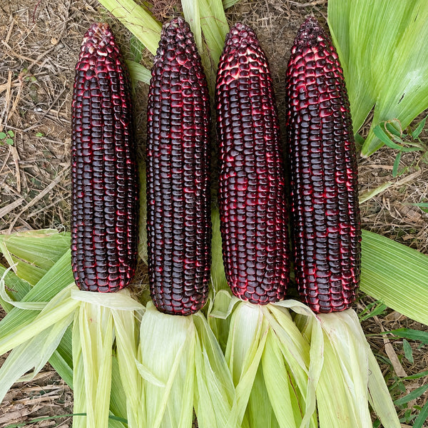 W1364 Hei Bao Black Sweet-Waxy Corn, 50 Grams ≈ 200 Seeds