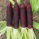 W1364 Hei Bao Black Sweet-Waxy Corn, 50 Grams ≈ 200 Seeds