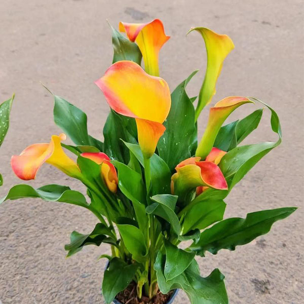'Rialto' Calla Lily, 18/20cm Circumference, 1 Bulb