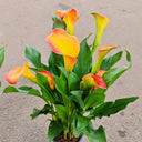 'Rialto' Calla Lily, 18/20cm Circumference, 1 Bulb