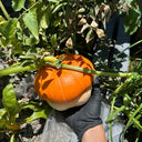 Censer Squash Seeds, 5g