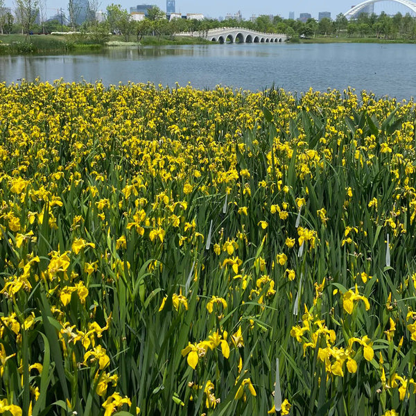 Yellow Flag Iris, 50 Seeds