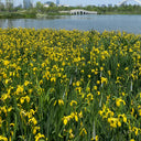 Yellow Flag Iris, 50 Seeds