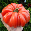 Giant Heirloom Pink Beefsteak Tomato Seeds, 20 Seeds