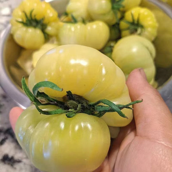 White Wax Tomato, 10 Seeds