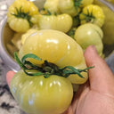 White Wax Tomato, 10 Seeds