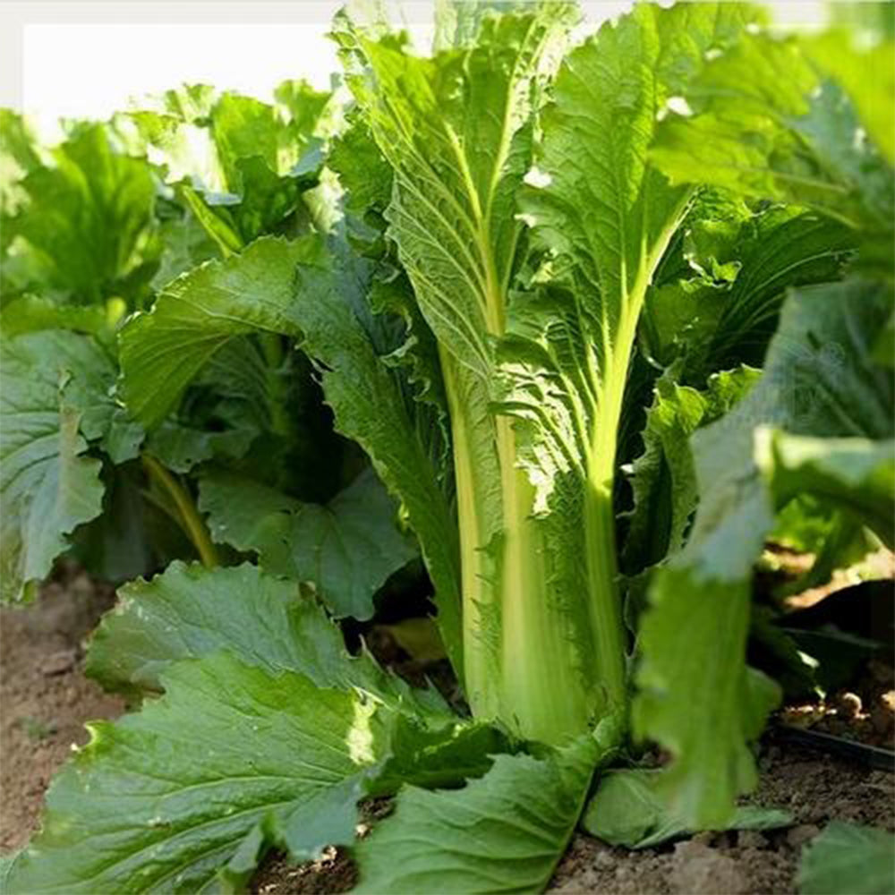 Tianjin Qingmaye Chinese Cabbage Seeds, 5 × 5g Bags