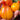 1017 Temptation F7 Tomato, 5 Seeds
