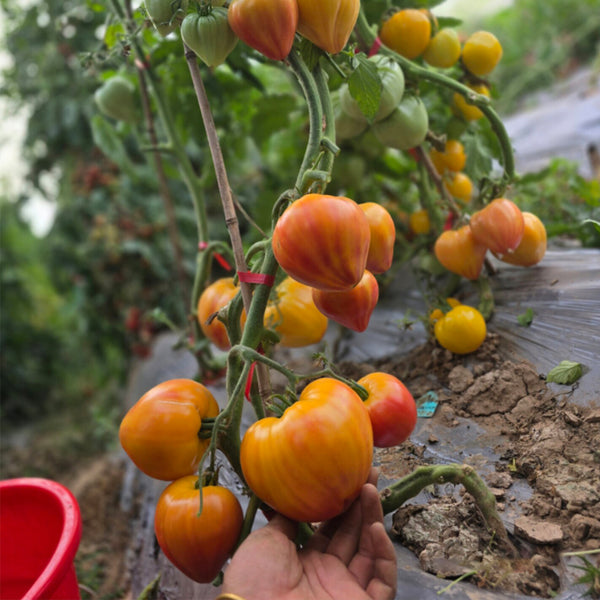 685 Sunshine Heart Tomato, 5 Seeds